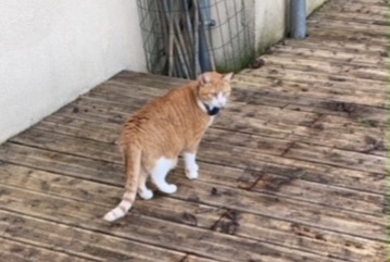 Alerta de Desaparición Gato  Macho , 4 años Vernouillet Francia