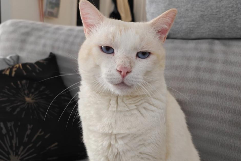 Alerta de Desaparición Gato  Macho , 4 años Sion Suiza