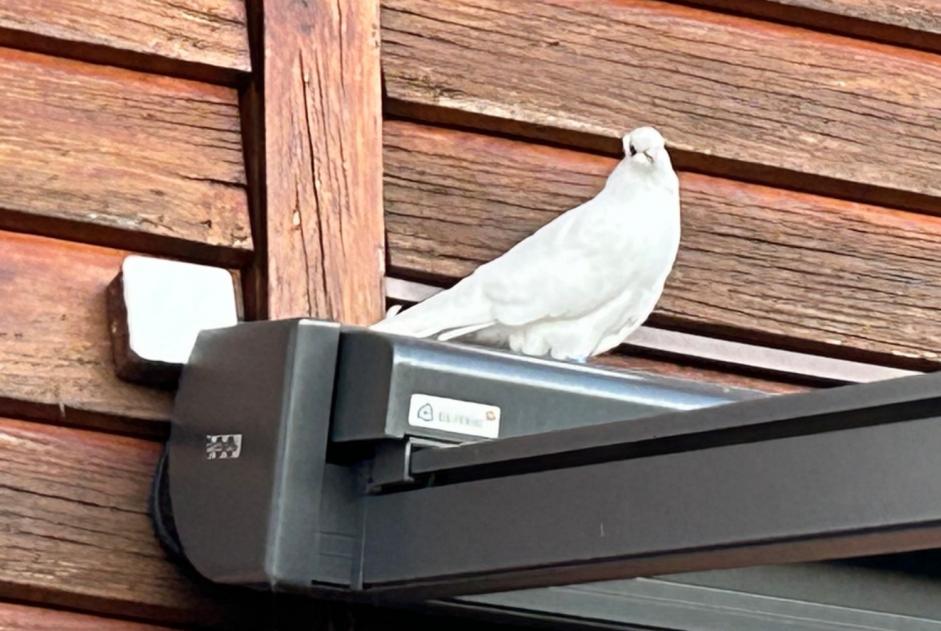 Alerta de Hallazgo Pájaro Desconocido Corcelles-près-Payerne Suiza