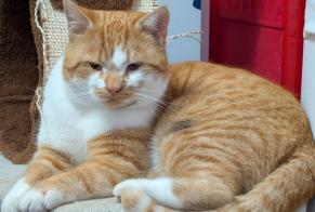 Alerta de Hallazgo Gato cruce Macho , 3 años Steinhausen Suiza