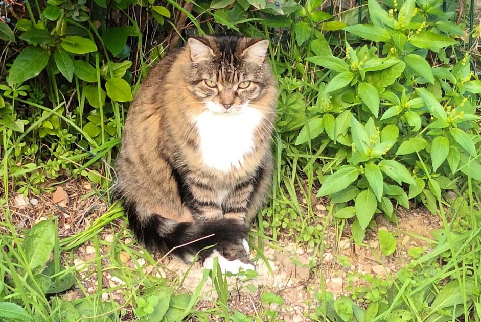 Alerta de Hallazgo Gato Desconocido Marseille Francia