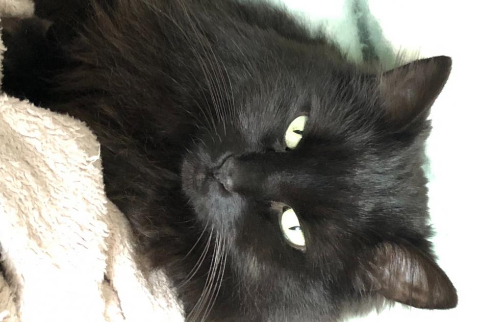 Alerta de Desaparición Gato Hembra , 8 años Wavre Bélgica