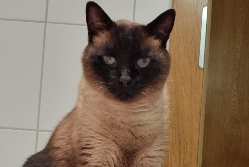 Alerta de Desaparición Gato  Macho , 11 años Nendaz Suiza