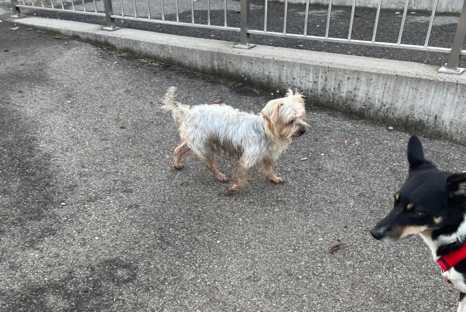 Alerta de Hallazgo Perro  Macho Bas-Intyamon Suiza