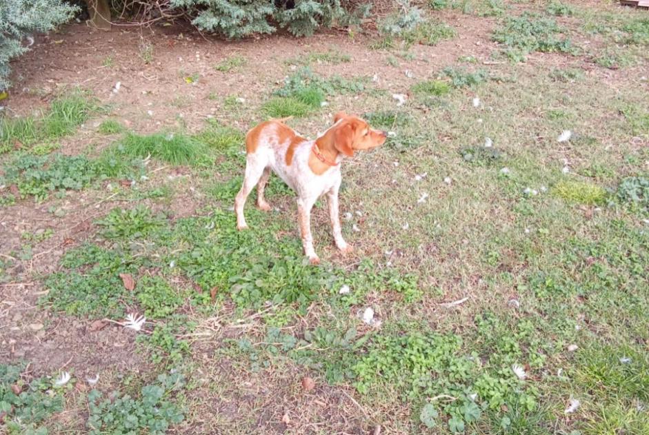 Alerta de Desaparición Perro  Hembra , 0 años Alzonne Francia