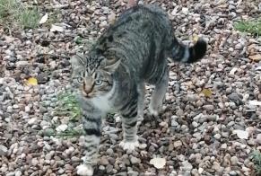 Alerta de Hallazgo Gato cruce Desconocido Octon Francia