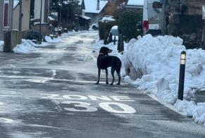 Alerta de Hallazgo Perro Desconocido Fully Suiza