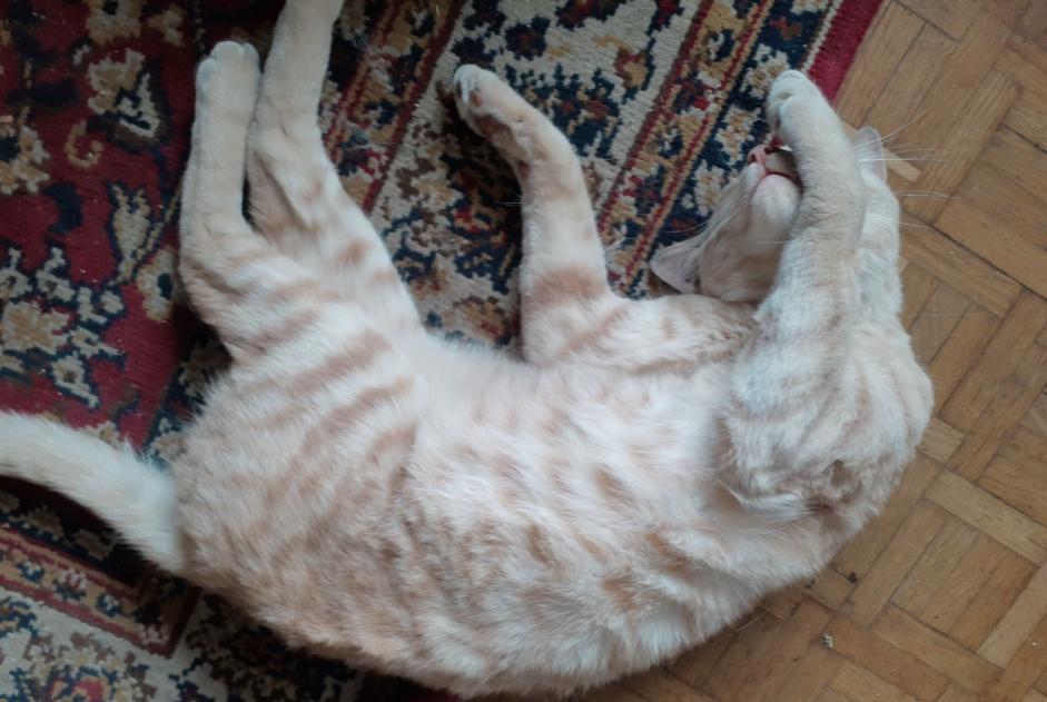 Alerta de Desaparición Gato Macho , 6 años Bor-et-Bar Francia