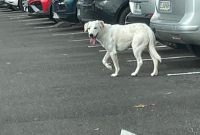 Alerta de Hallazgo Perro  Macho Angoulême Francia