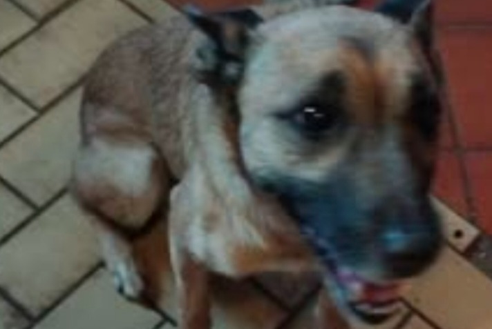 Alerta de Hallazgo Perro cruce Hembra , Entre 9 y 12 meses Conflans-sur-Lanterne Francia