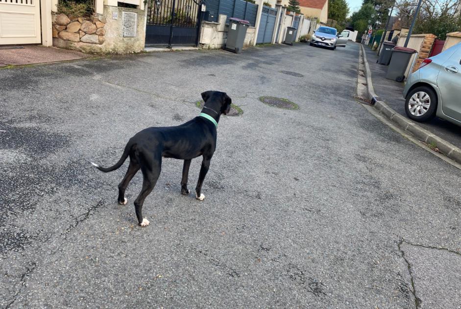 Alerta de Hallazgo Perro Macho Palaiseau Francia