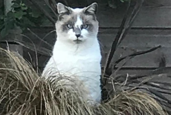 Alerta de Desaparición Gato cruce Macho , 11 años La Ferté-Saint-Aubin Francia