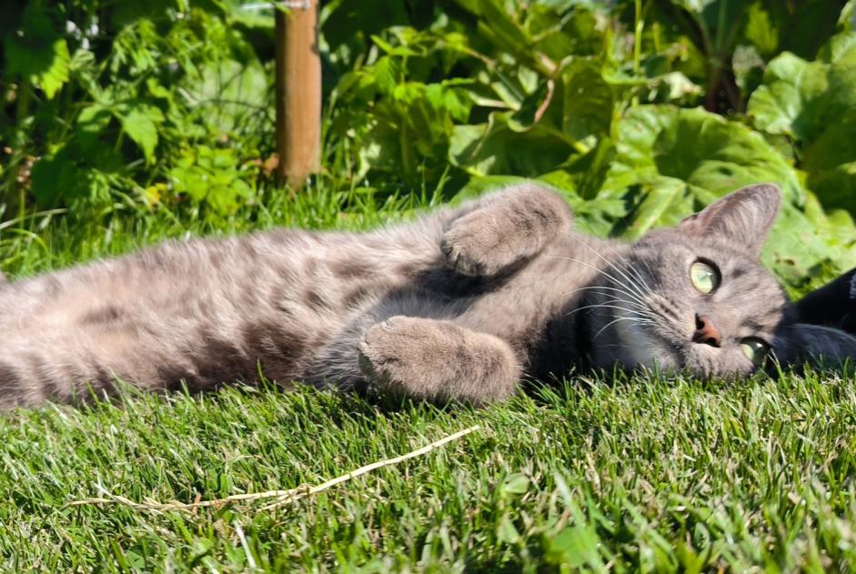 Alerta de Desaparición Gato Macho , 3 años Profondeville Bélgica