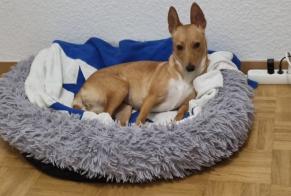 Alerta de Desaparición Perro  Hembra , 1 años Onex Suiza