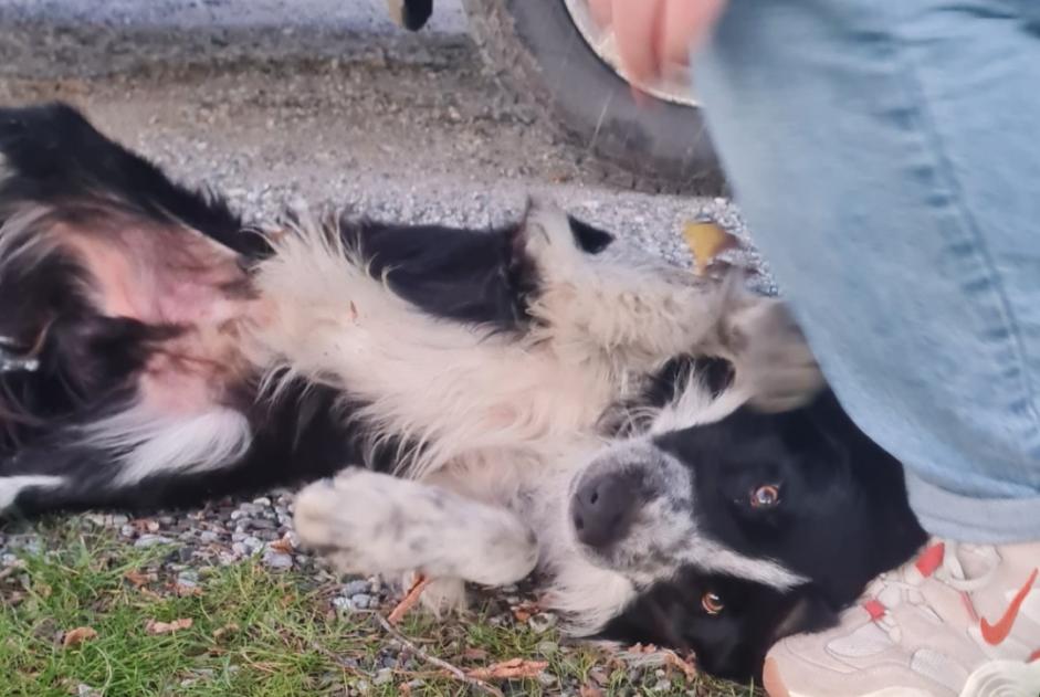 Alerta de Hallazgo Perro  Macho , 2 años Saint-Paul-de-Fenouillet Francia