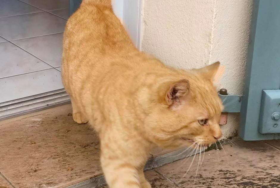 Alerta de Hallazgo Gato Macho Vénérand Francia