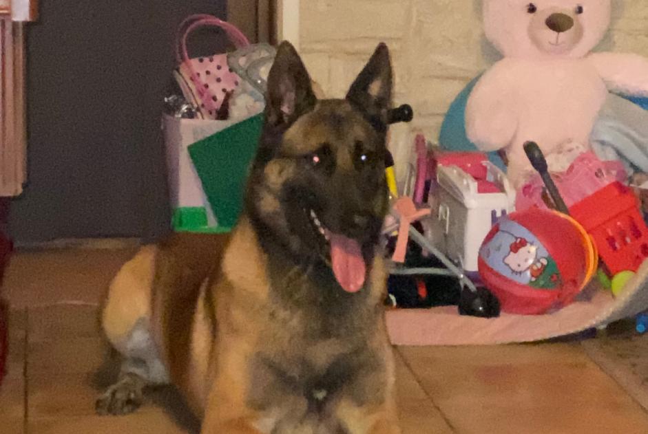 Alerta de Desaparición Perro  Macho , 5 años Rouvres Francia