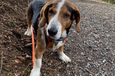 Alerta de Desaparición Perro  Macho , 9 años Chambley-Bussières Francia