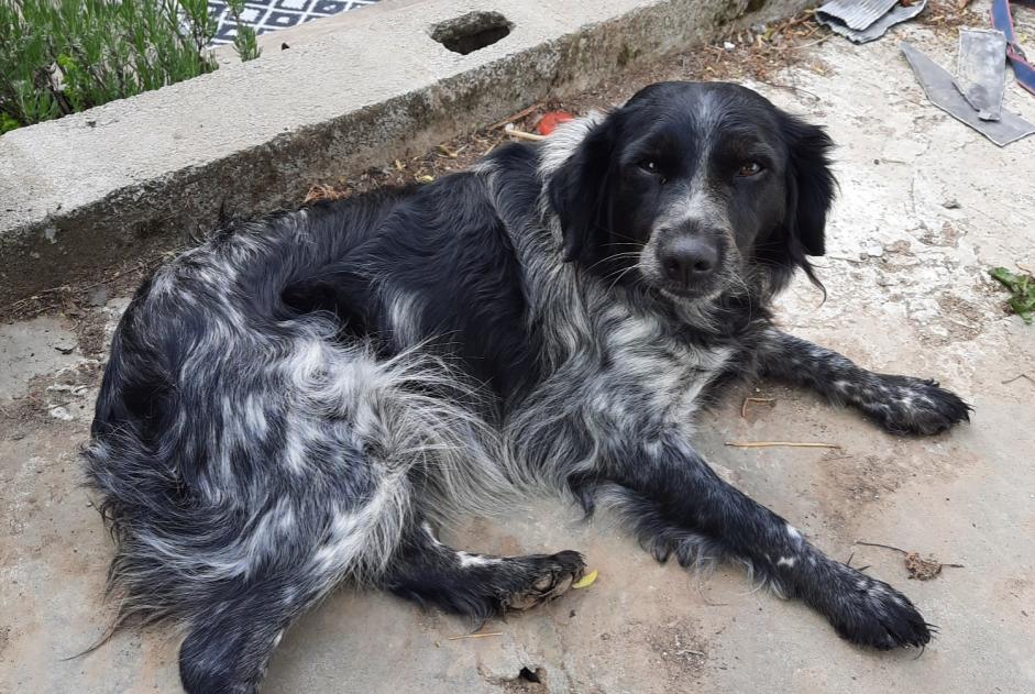 Alerta de Desaparición Perro  Hembra , 5 años Comines-Warneton Bélgica