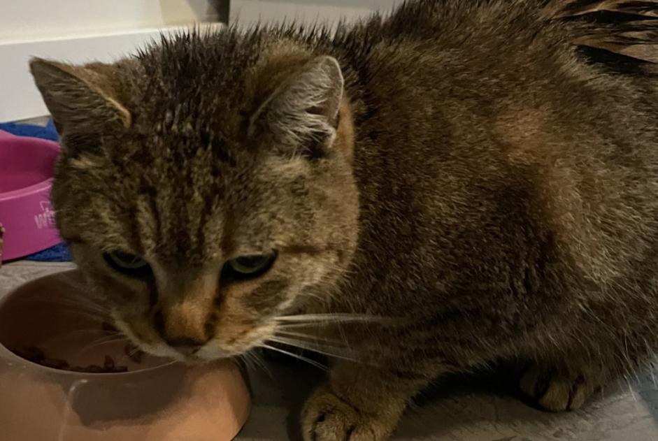 Alerta de Hallazgo Gato Desconocido Mons Bélgica