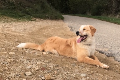 Alerta de Desaparición Perro cruce Hembra , 1 años Saint-Agrève Francia