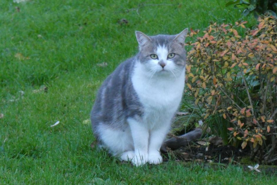 Alerta de Hallazgo Gato Desconocido Milly-sur-Thérain Francia