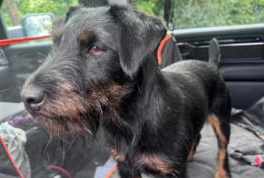 Alerta de Desaparición Perro  Hembra , 3 años Frasnes-lez-Anvaing Bélgica