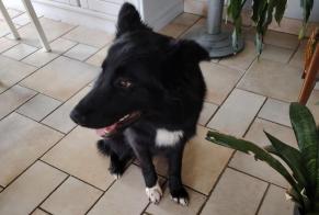 Alerta de Hallazgo Perro cruce Macho Cavignac Francia