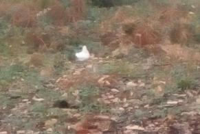 Alerta de Hallazgo Pájaro Desconocido Pierrefitte-en-Beauvaisis Francia