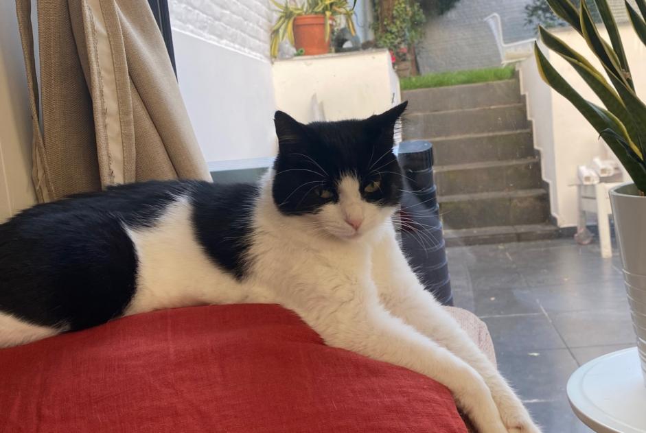 Alerta de Desaparición Gato cruce Hembra , 5 años Saint-Gilles Bélgica