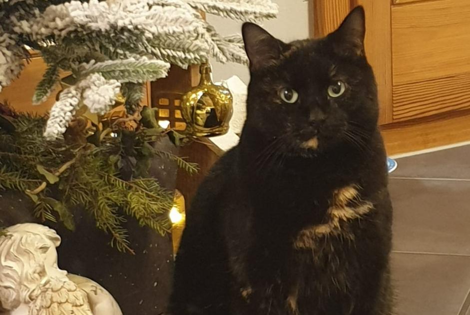 Alerta de Desaparición Gato Hembra , 6 años Broc Suiza