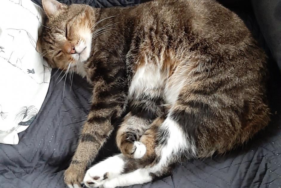 Alerta de Desaparición Gato  Macho , 5 años Soignies Bélgica