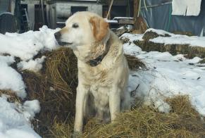 Alerta de Hallazgo Perro  Desconocido Val-de-Ruz Suiza