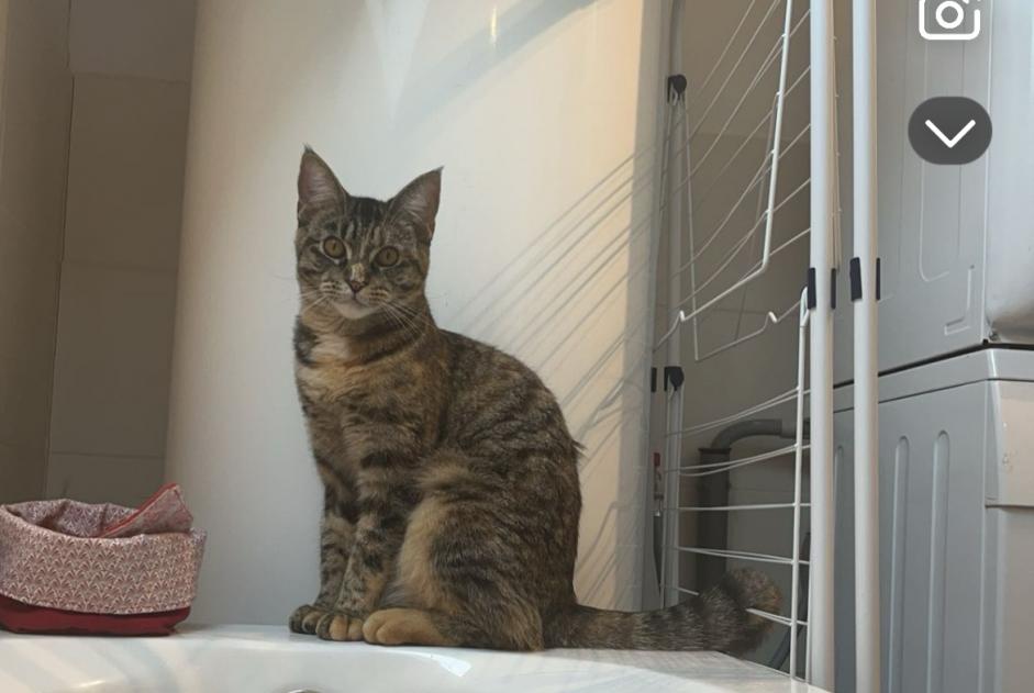 Alerta de Desaparición Gato cruce Hembra , 1 años Soignies Bélgica