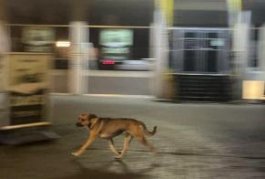 Alerta de Hallazgo Perro Desconocido Uccle Bélgica