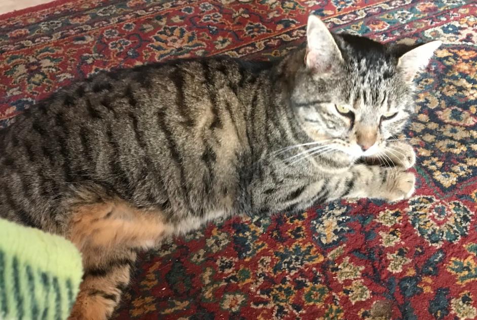 Alerta de Desaparición Gato cruce Hembra , 15 años Chalais Suiza