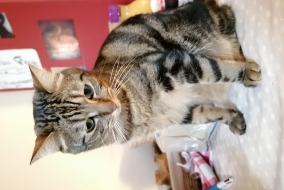 Alerta de Desaparición Gato cruce Macho , 6 años Rennes Francia