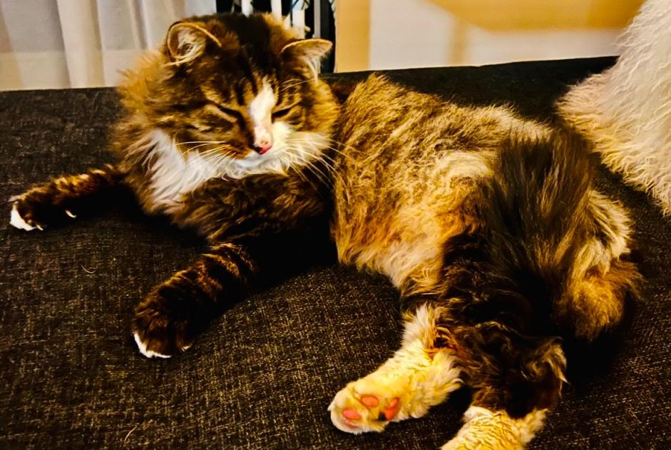 Alerta de Desaparición Gato cruce Macho , 9 años Coquelles Francia