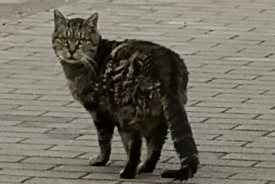 Alerta de Hallazgo Gato Desconocido Courcelles Bélgica