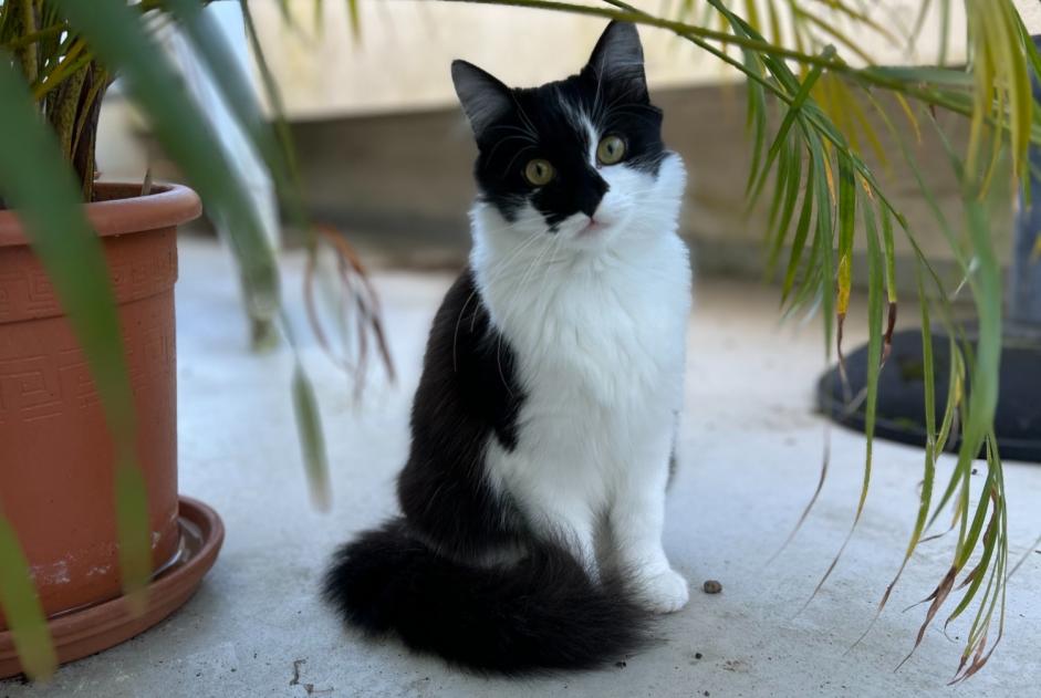 Alerta de Hallazgo Gato Hembra , Entre 7 y 9 meses Bordeaux Francia