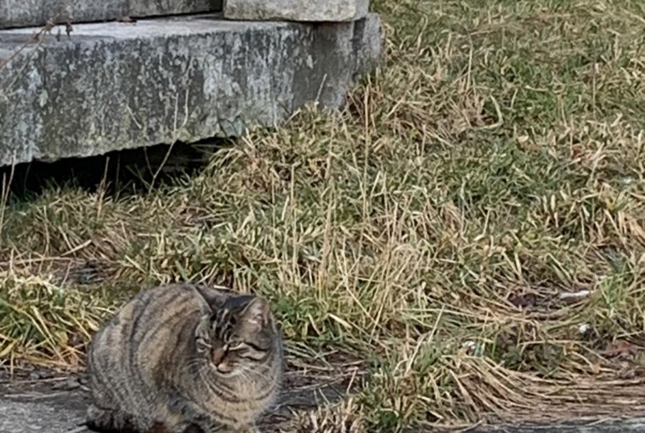 Alerta de Hallazgo Gato  Desconocido Bulle Suiza