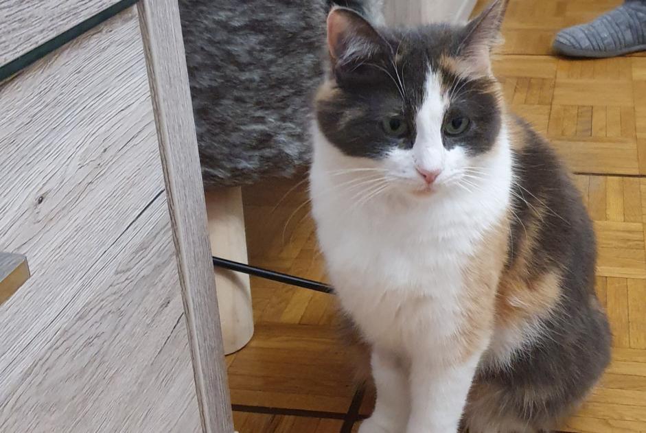 Alerta de Desaparición Gato Hembra , 4 años Lausanne Suiza