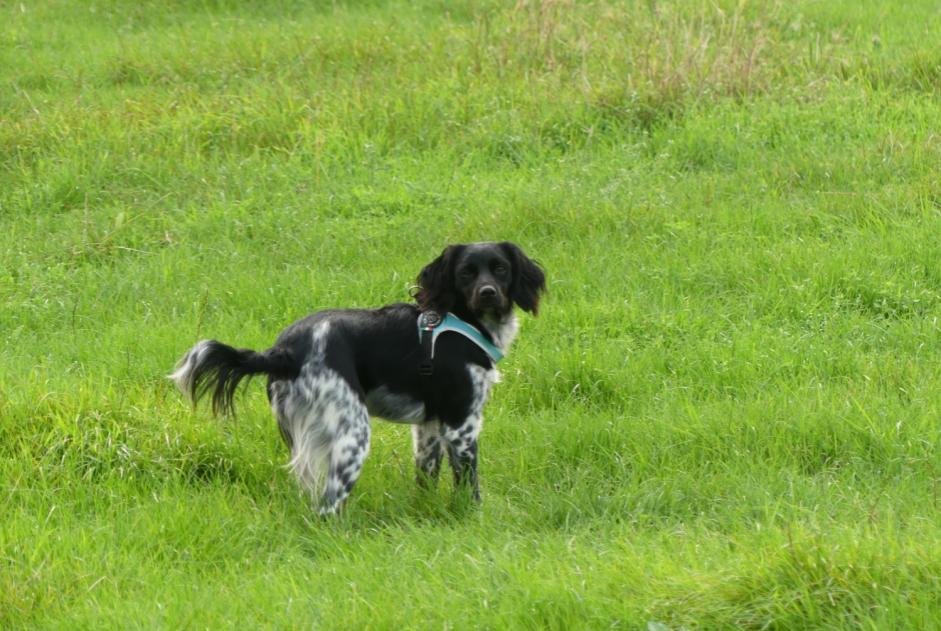 Alerta de Desaparición Perro  Hembra , 5 años Comines-Warneton Bélgica