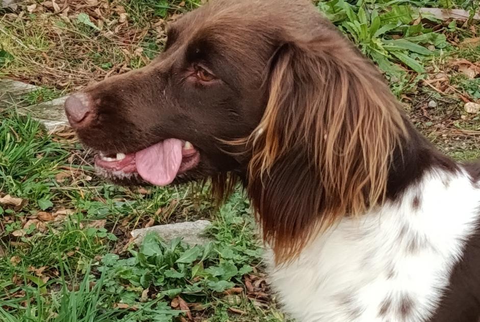 Alerta de Hallazgo Perro  Hembra Chécy Francia