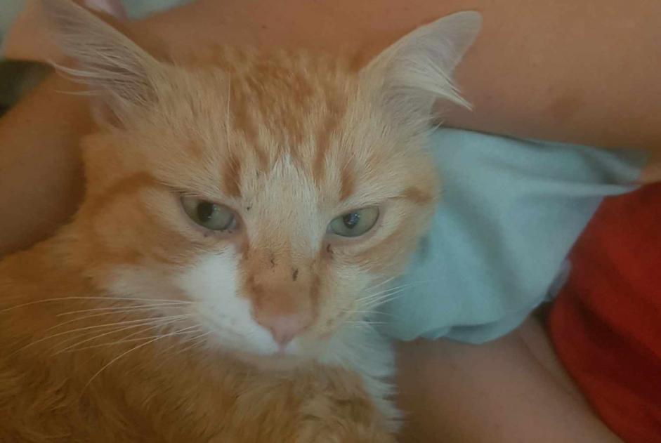 Alerta de Desaparición Gato Macho , 2 años Montaigut-sur-Save Francia