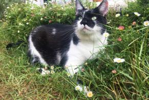 Alerta de Desaparición Gato Hembra , 15 años Carrières-sur-Seine Francia