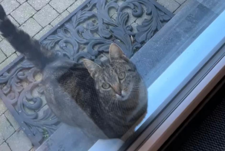 Alerta de Hallazgo Gato Hembra , 5 años Boussu Bélgica