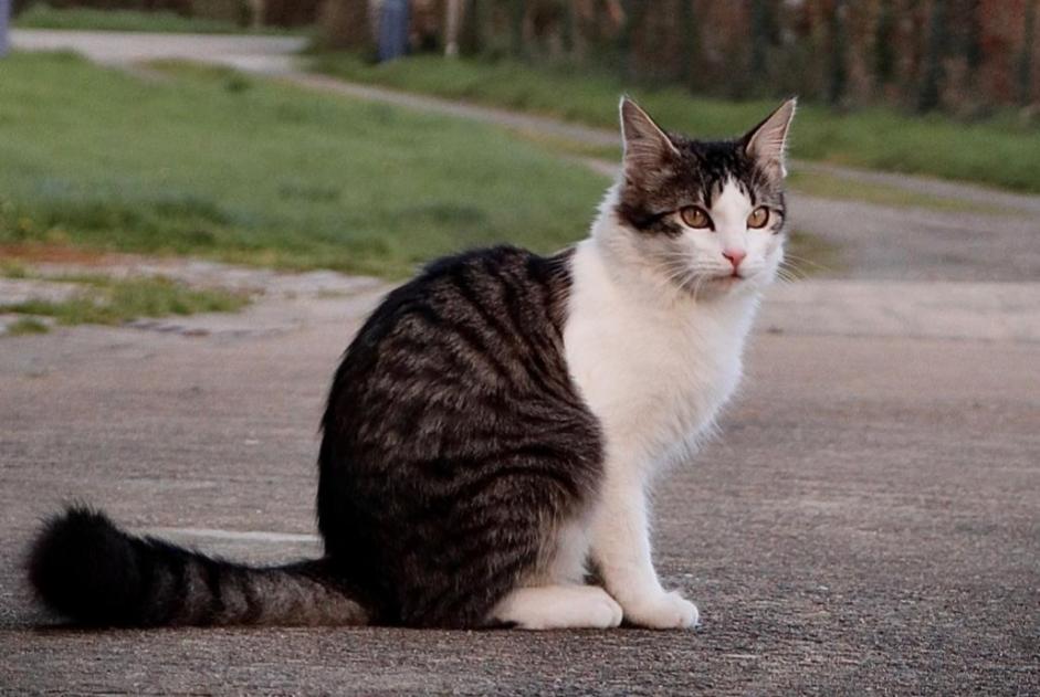 Alerta de Desaparición Gato cruce Macho , 3 años Ploubazlanec Francia