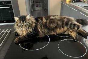 Alerta de Desaparición Gato cruce Macho , 4 años Montreuil Francia