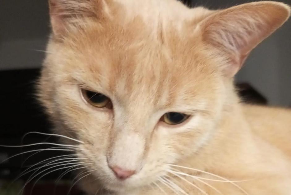 Alerta de Desaparición Gato cruce Macho , 4 años Lancy Suiza